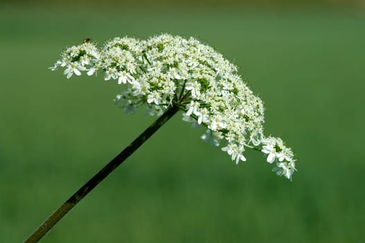 Caraway Carum carvum