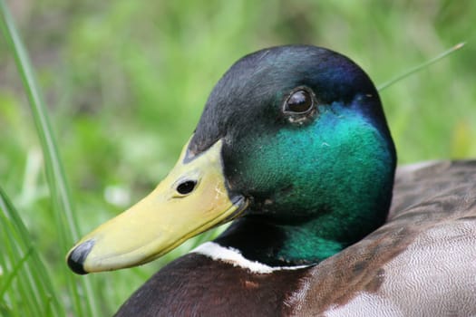 Mallard