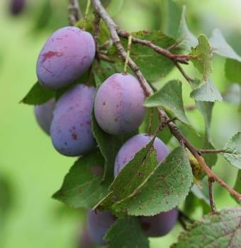 ... now they are hanging on the tree... a feast for the eyes...