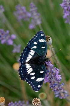 Limenitis reducta,blue-black kingfisher on lavender