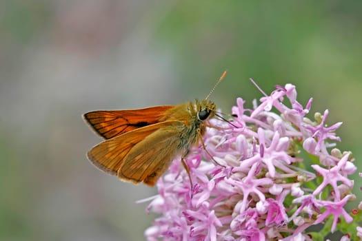 Ochlodes venatus,Rusta-spotted Butterflies,Rusta-colored Butterflies