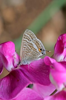 Lampides boeticus, Langschwänziger Bläuling