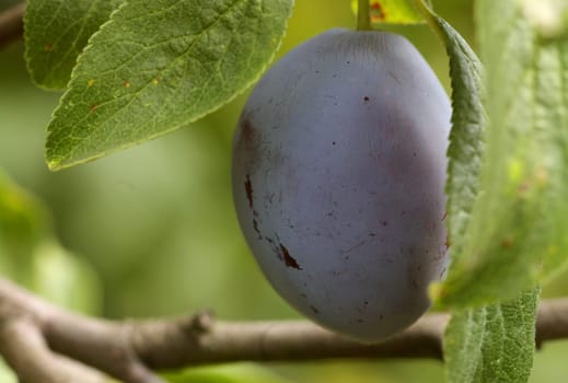 plum