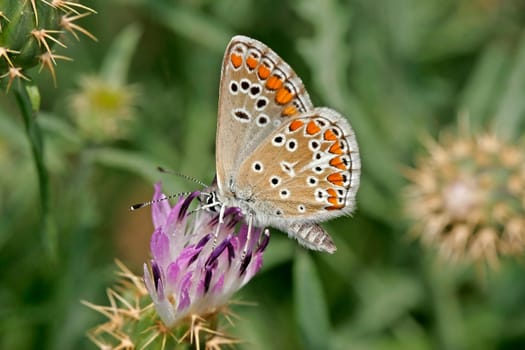Aricia agestis,Dark Brown Blue