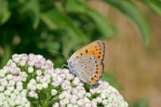 Lycaena alciphron, Heodes alciphron, Violetter Feuerfalter