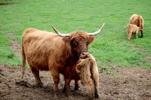 Two cows with their claws