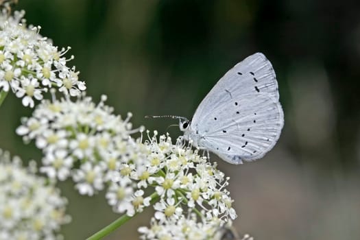 Celastrina argiolus,Buckthorn Blue