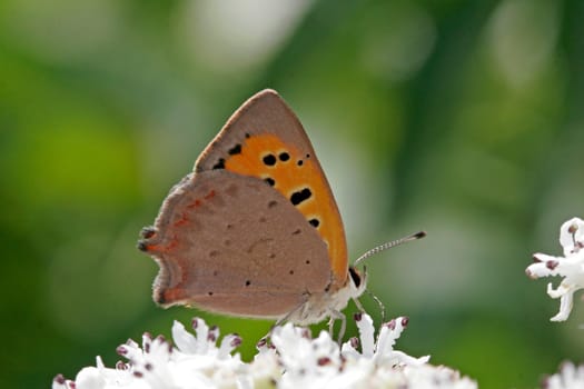 Lycaena phlaeas,Lesser Fire Butterfly