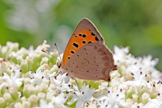 Lycaena phlaeas,Lesser Fire Butterfly