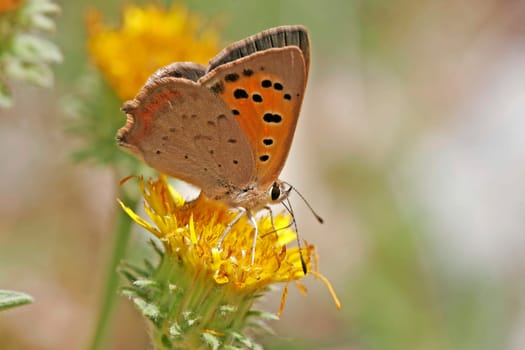 Lycaena phlaeas,Lesser Fire Butterfly