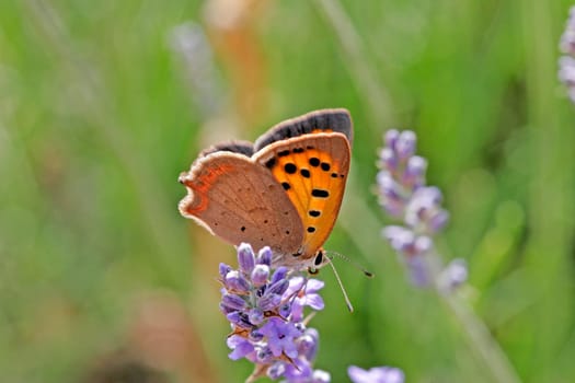 Lycaena phlaeas,Lesser Fire Butterfly