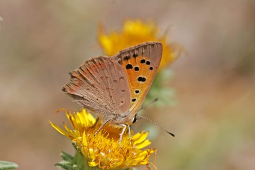 Lycaena phlaeas,Lesser Fire Butterfly