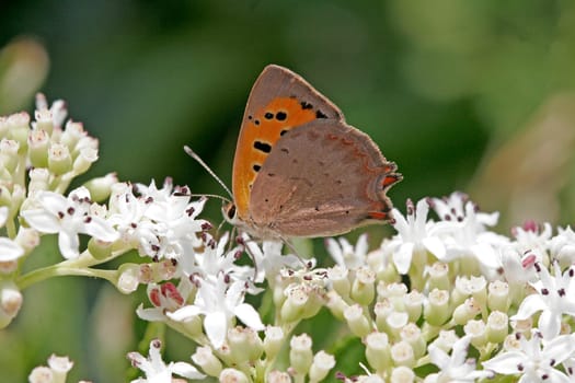 Lycaena phlaeas,Lesser Fire Butterfly,Ta