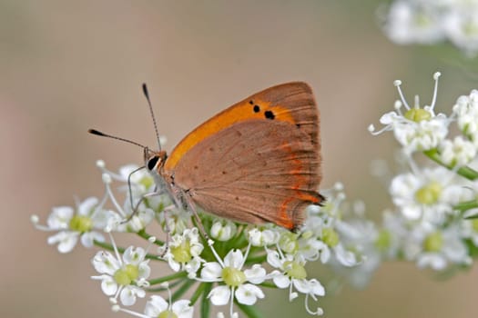 Lycaena phlaeas,Lesser Fire Butterfly