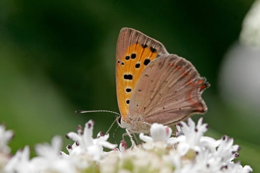 Lycaena phlaeas,Lesser Fire Butterfly