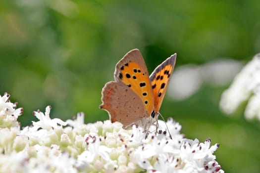 Lycaena phlaeas,Lesser Fire Butterfly