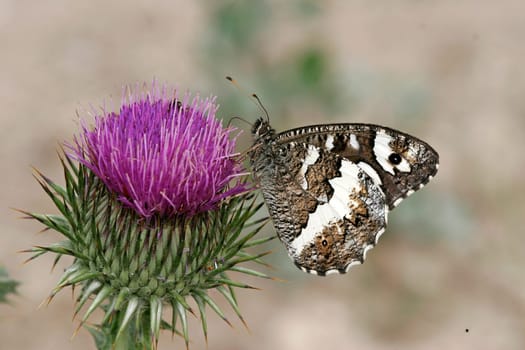 Aulocera circe,White forest porter,Brintesia circe on thistle flower