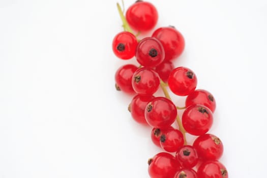 Ribes rubrum