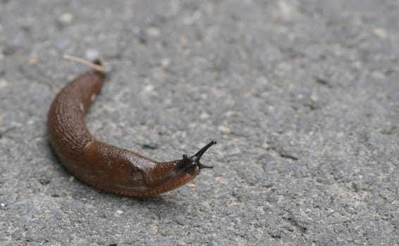 Racing snail...