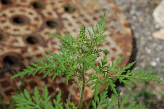 The ragweed blooms from July to October,it dusts large amounts of pollen. This is massively allergenic and can trigger severe asthma attacks in sensitive people. It is estimated that 10% of the population is sensitive to this pollen