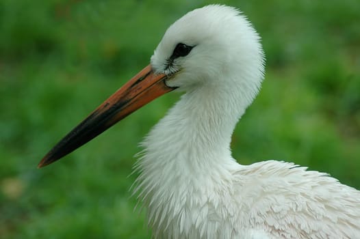 The young stork