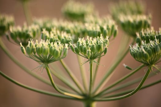 The goutweed is a natural remedy for gout
