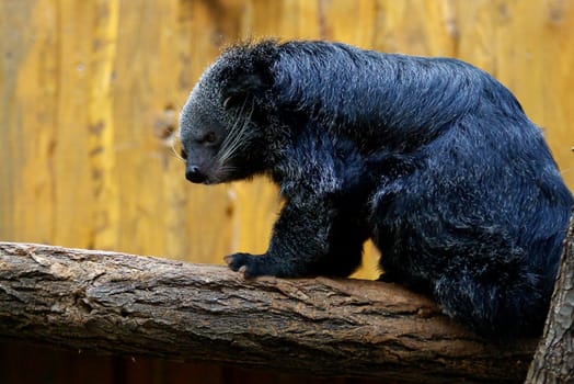 The Binturong (Arctictis binturong) is a species of predator in the Viverridae family. Because of his appearance,he used to be placed among the small bears,but in truth he is a very different one in terms of shape