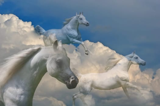Horses of Heaven