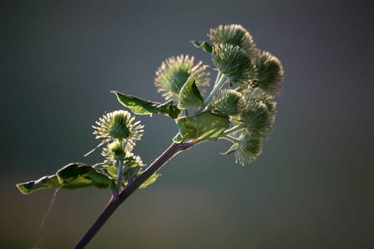 Scratch thistle in backlight