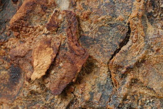 Bark