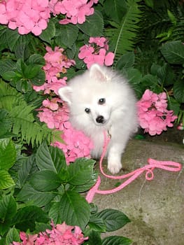 The best Pied Pipers and Guardians have a hearing almost like a cat and are very brave.