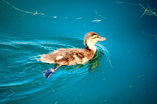 Young duckling in the port of Wollishofen
