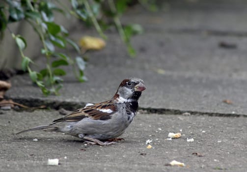 Sparrow