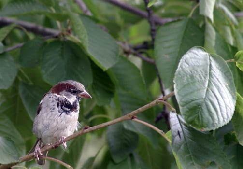 Sparrow III