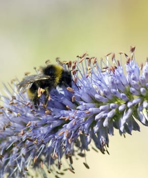 Bumblebee
