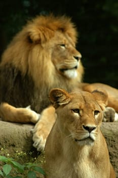Hierarchy