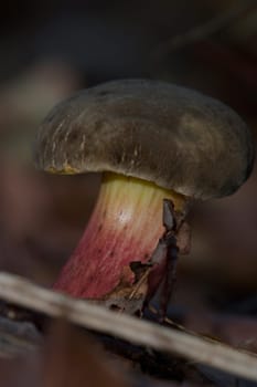 Red-footed tube (Xerocomus chrysenteron)