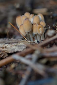 Mica Tinting (Coprinus micaceus)