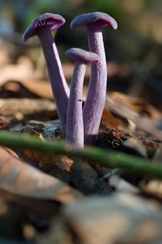 Amethyst deceiver