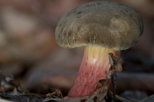 Red-footed tube (Xerocomus chrysenteron)