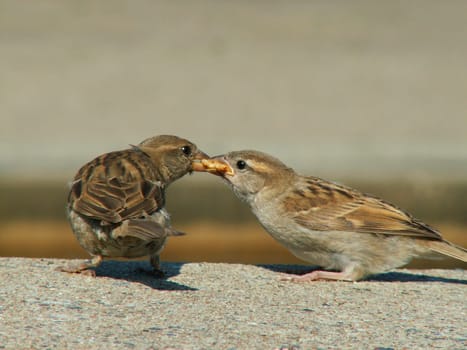 Jealousy about food