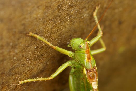 Grasshopper