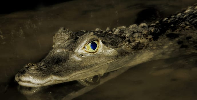 Caiman on the lookout