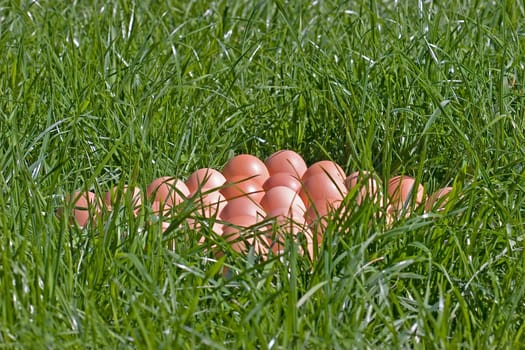 Eggs in the meadow