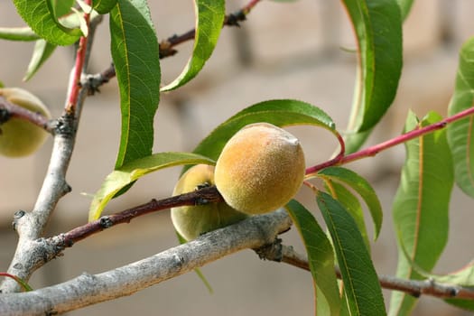 Peach on the tree
