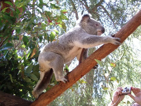 Koala Bear on Tour