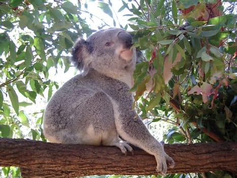 Koala