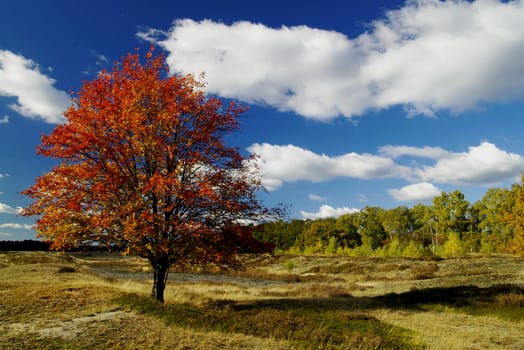 Autumn beauty