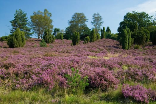 Heather blossom