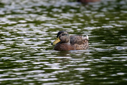 Wild duck